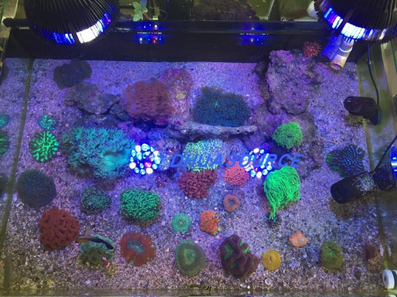 Full Spectrum LED Aquarium Ree – Planted Aquarium Pendant Light recenzja i cena