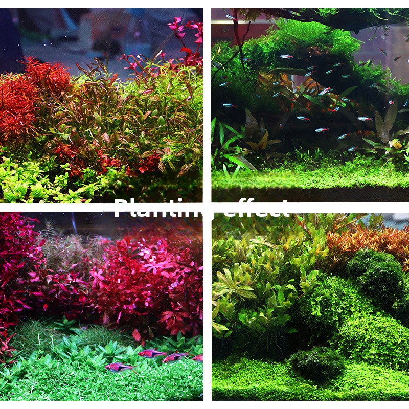 SYSENCIAGA Planted Aquarium Su – Aquarium For Planted Tank recenzja i cena