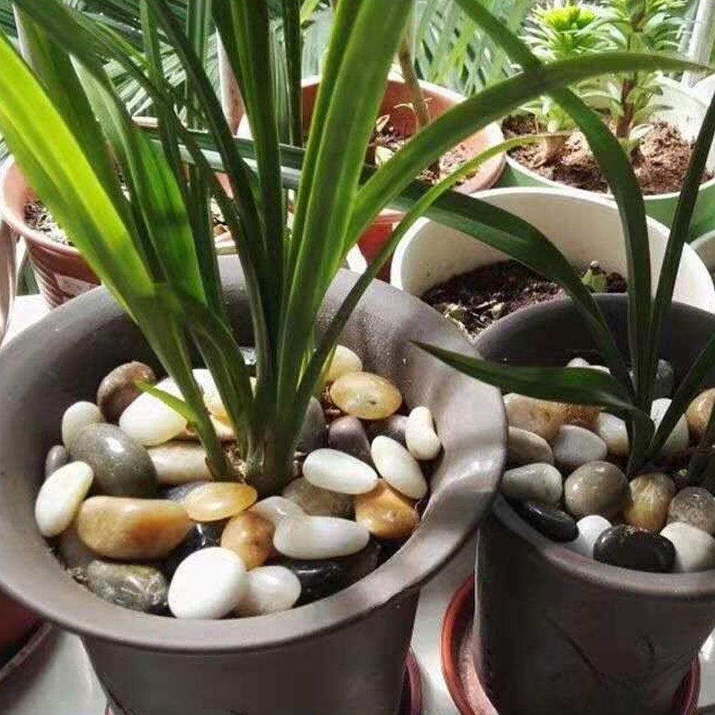 3Packs Aquarium-Safe Decorativ – Aquarium Planted Aquarium recenzja i cena