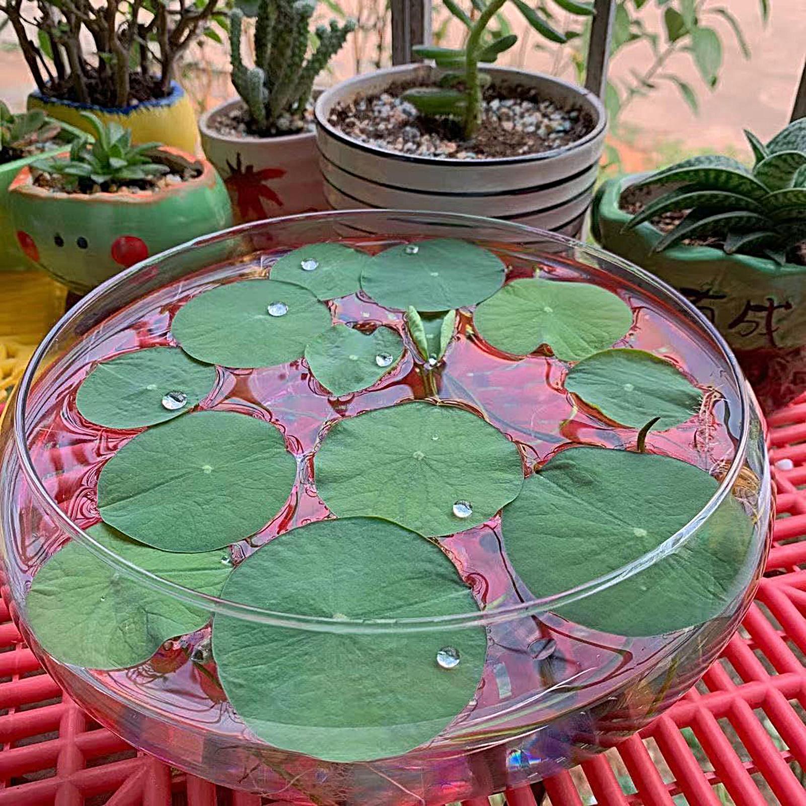 Fish Glass Bowl Glass Large Hy – Aquarium Planted Aquarium recenzja i cena