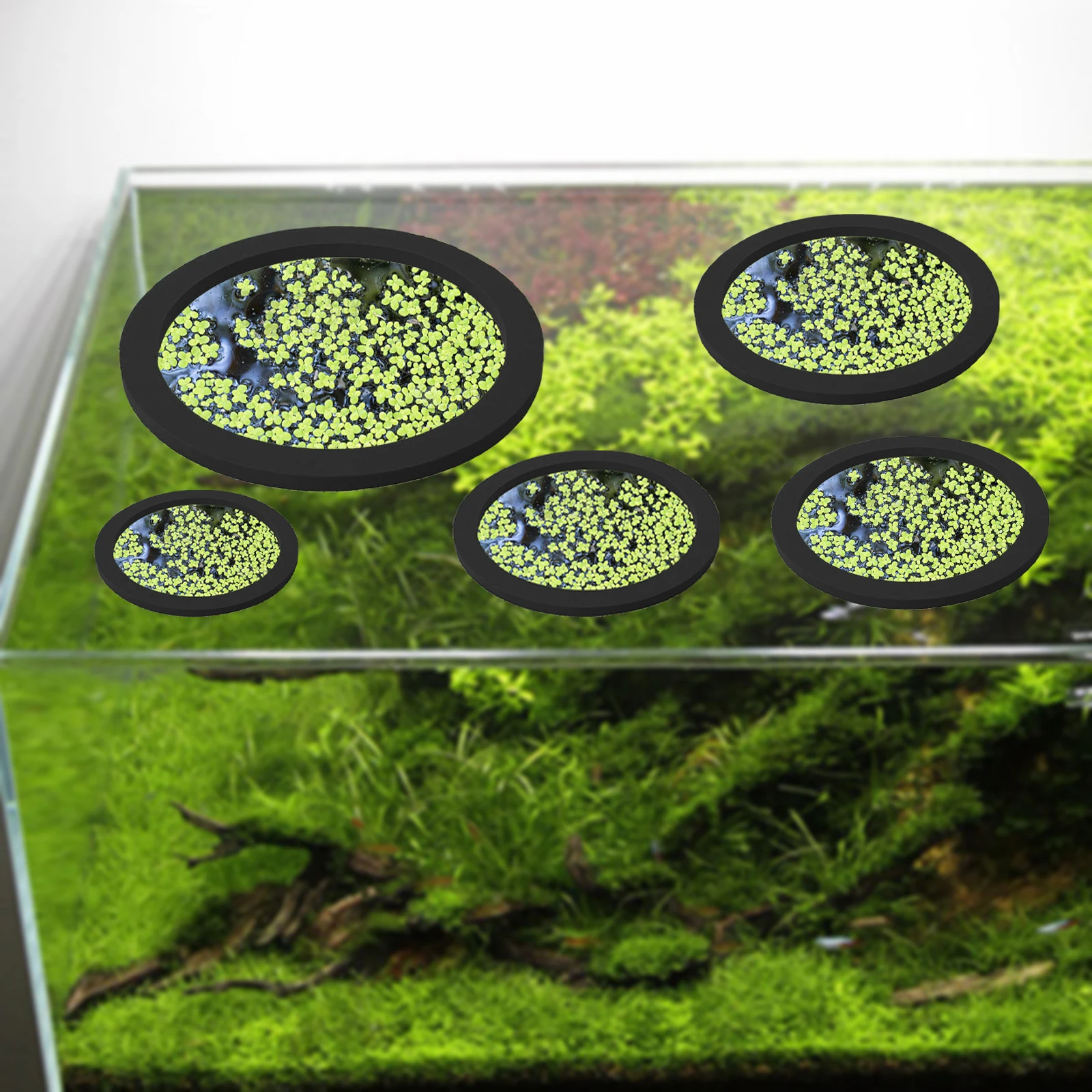 5Pcs EVA Fish Feeding Ring Aqu – Aquarium Planted Aquarium recenzja i cena