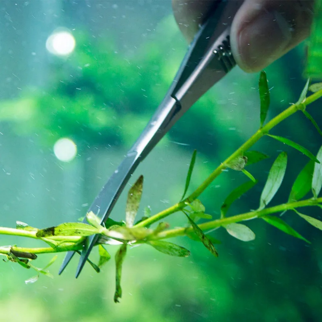 Curved Straight Spring Scissor – Planted Aquarium Tool Kit recenzja i cena